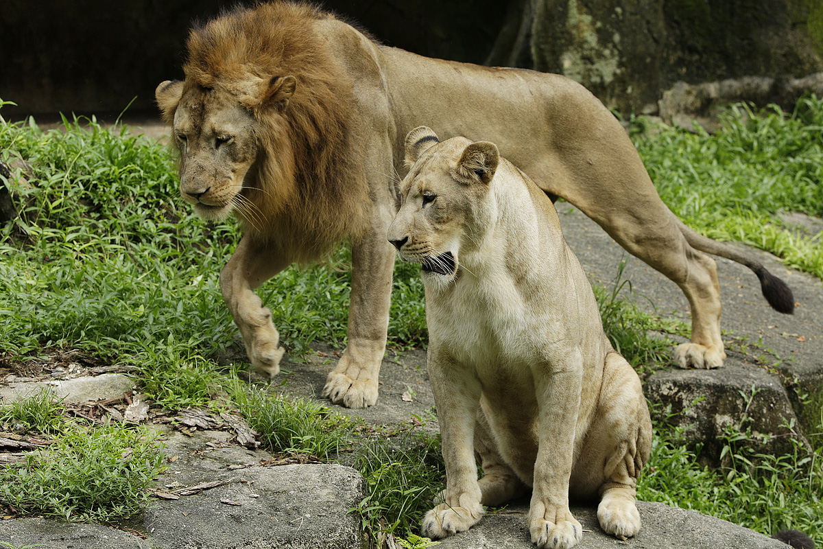 Lion-Exhibit-Adoption-1